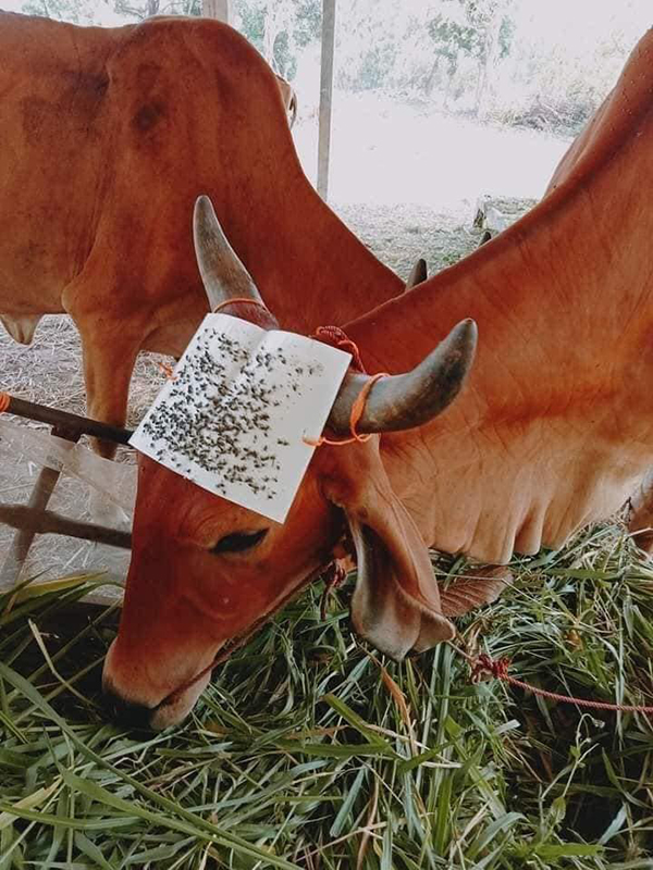 Cách diệt ruồi cho trâu bò đỉnh cao khiến dân mạng 'ngả mũ bái phục': Nhìn tưởng quét QR code 0