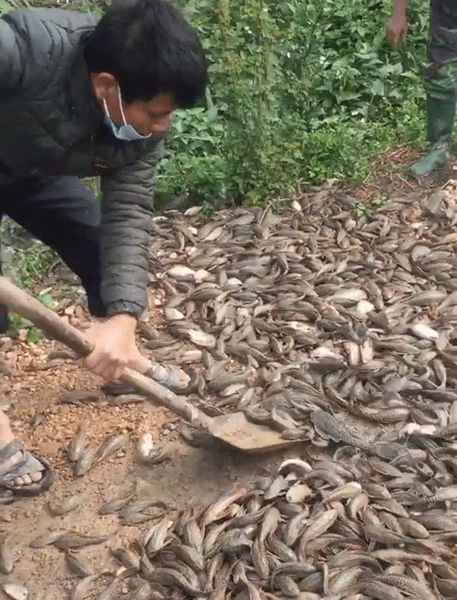 Bắt được hàng trăm con cá nhưng người đàn ông lại xúc bỏ hết đi, nhìn kỹ mới hiểu lý do - Netizen - Việt Giải Trí