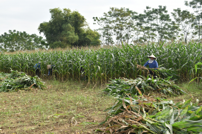 Trồng ngô sinh khối giúp nông dân tỉnh Tuyên Quang thu lãi 500 nghìn đồng/sào, cao hơn so với trồng ngô lấy hạt khoảng 260.000 đồng/sào. Ảnh: Đào Thanh.
