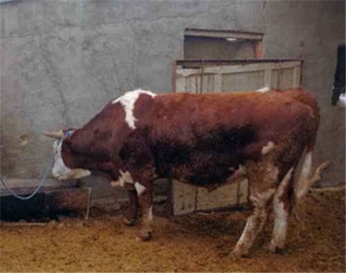 Đi trộm bò bị bò húc chết: Gia đình tên trộm quấy rối chủ nhà, đòi bồi thường 1,7 tỷ đồng - Ảnh 1.