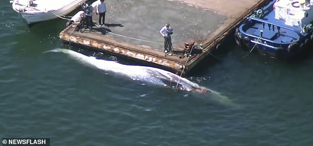 Hy hữu chuyện loài cá voi to lớn thứ 2 thế giới bị chết kẹt trước mũi tàu chở dầu Nhật Bản - Ảnh 2.