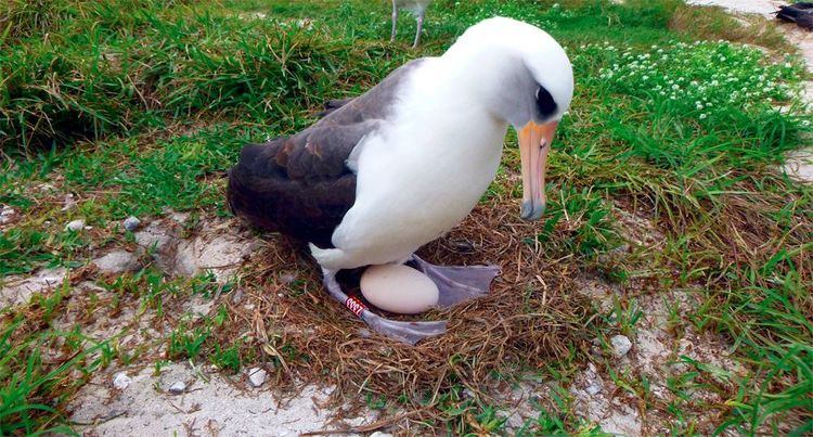 Loài chim hải âu già nhất thế giới vẫn... đẻ trứng - Hình 2