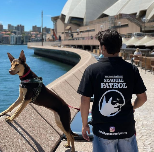 Nhà hát Opera Sydney chi 6,1 tỷ đồng thuê chó thông minh để đuổi mòng biển - Hình 1