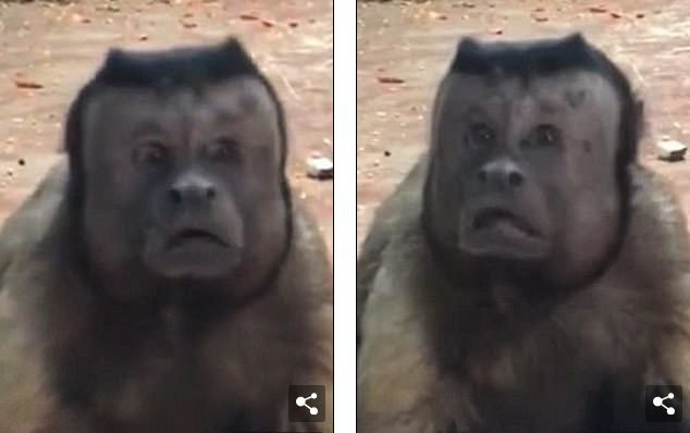 Chú khỉ mặt người đau khổ vì ế bền vững suốt 19 năm - Ảnh 1.
