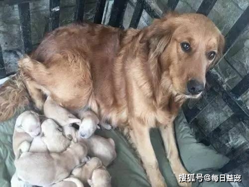 Gia đình cưu mang chú chó Golden, 2 tháng sau, chó cưng trả ơn bằng món quà 200 triệu - Ảnh 4.