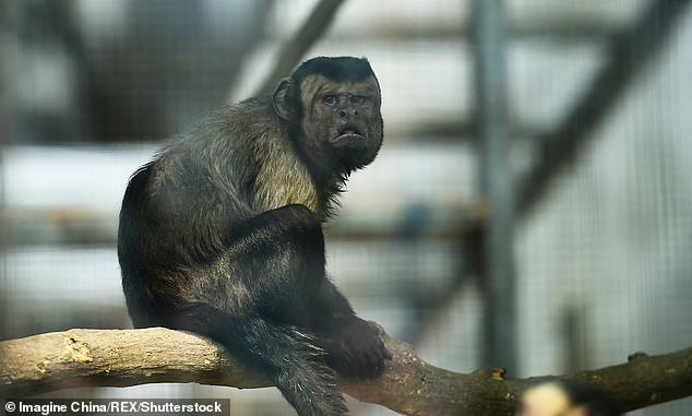 Chú khỉ mặt người đau khổ vì ế bền vững suốt 19 năm - Ảnh 4.