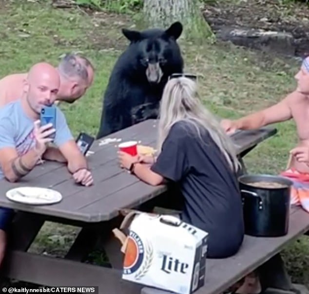 Cả gia đình đi picnic, chú gấu hồn nhiên đến xin ăn, ngồi ‘nhậu’ như người nhà - Ảnh 4.