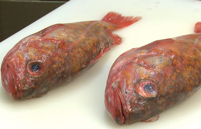5 loại cá bẩn nhất chợ, chẳng những không ngon mà còn gây bệnh - Ảnh 4.
