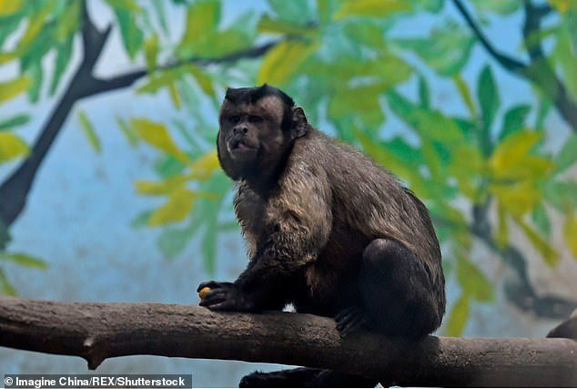 Chú khỉ mặt người đau khổ vì ế bền vững suốt 19 năm - Ảnh 8.