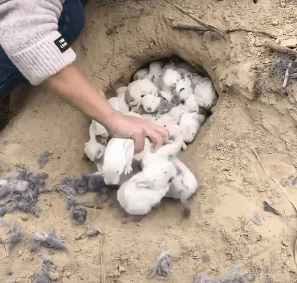 câu chuyện thú vị, câu chuyện kỳ lạ, bắt gặp đàn thỏ con trong hang ngoài ruộng