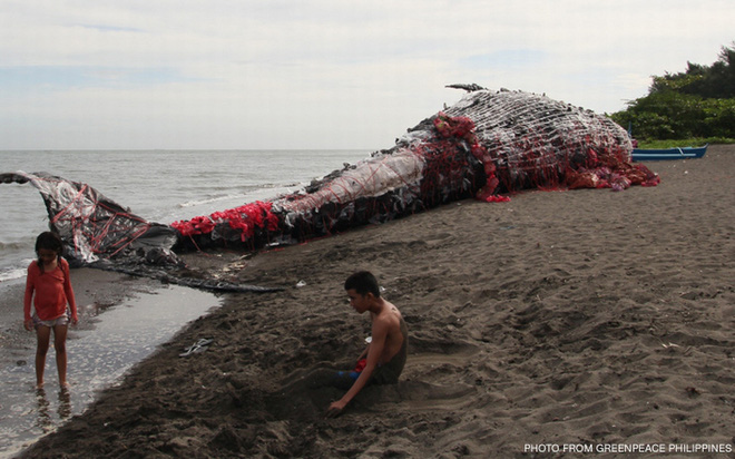Sáng sớm thức dậy thấy cá voi khổng lồ chết dạt vào bờ biển, người dân hiếu kỳ đổ dồn đến xem rồi sốc khi nhìn thấy thứ trong miệng con vật - Ảnh 1.