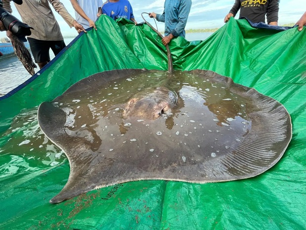 Quái vật biển khổng lồ nặng gần 200 kg xuất hiện ở sông Mekong, dấy lên nhiều hiểm họa đáng lo ngại - Ảnh 1.
