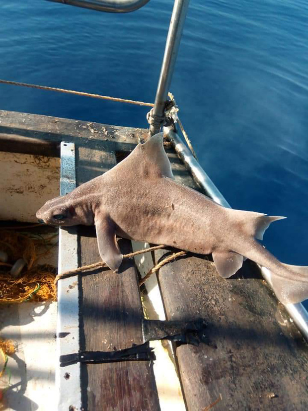Thủy thủ bắt được sinh vật thân cá mập mặt lợn nái, chụp ảnh khoe lên mạng mà suýt đi tù - Ảnh 5.