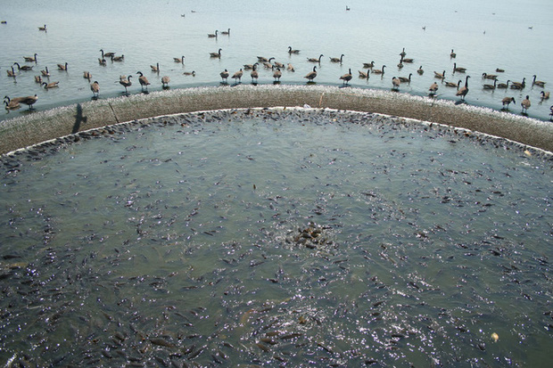 Cảnh tượng đàn cá bơi lúc nhúc gây nổi da gà, ngỡ chỉ xuất hiện trong phim kinh dị mà có thật ở hồ nước độc nhất vô nhị trên thế giới - Ảnh 9.