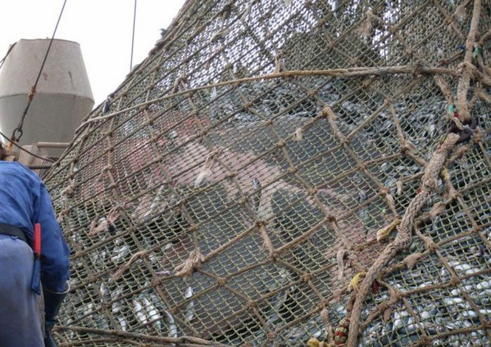 Kéo được mẻ lưới nặng bất thường, sinh vật khổng lồ bên trong khiến ngư dân ngỡ ngàng - Ảnh 4.